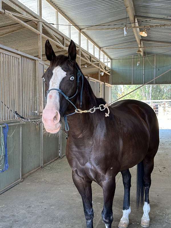 all-around-quarter-horse