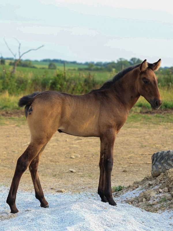 smokey-black-andalusian-horse