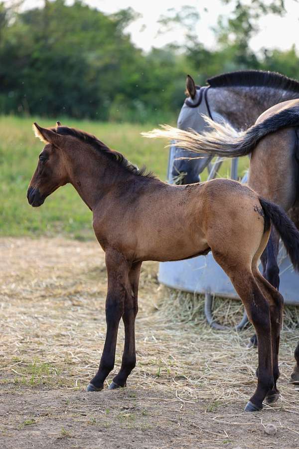 andalusian-pre-filly