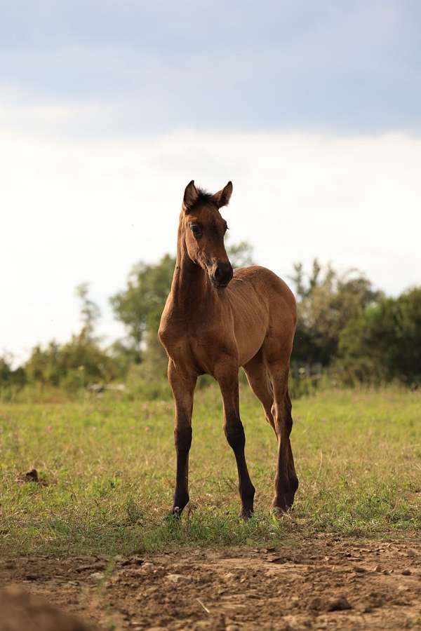 smokey-andalusian-horse