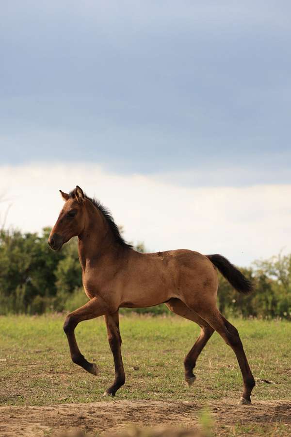 black-filly-andalusian-horse