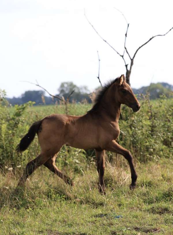 luna-andalusian-horse