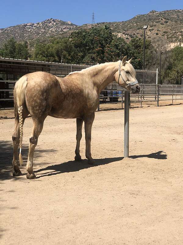 3-socks-a-star-stripe-horse