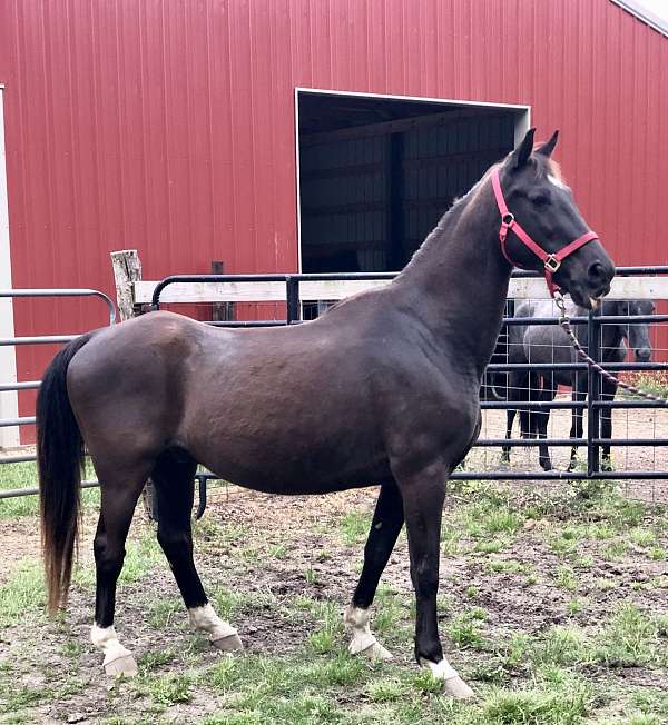 black-roan-foal-for-sale