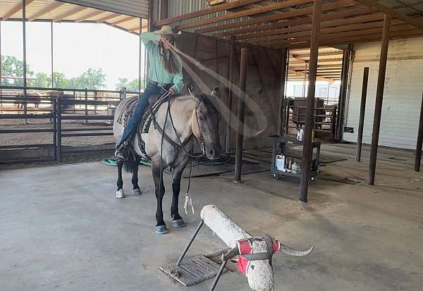 parade-quarter-horse