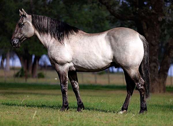 ranch-versatility-quarter-horse