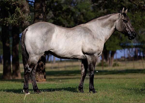 ranch-work-quarter-horse