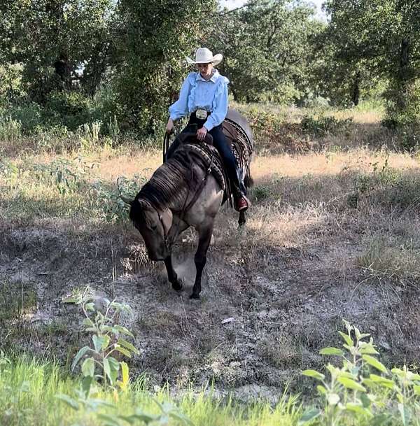 western-riding-quarter-horse