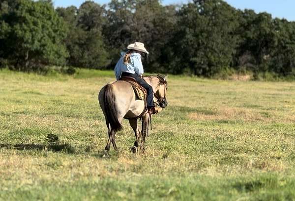 grulla-quarter-horse-gelding