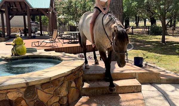 working-cattle-quarter-horse