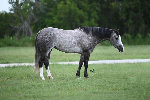 athletic-quarter-horse