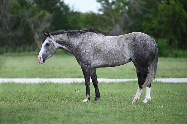 calf-roping-quarter-horse