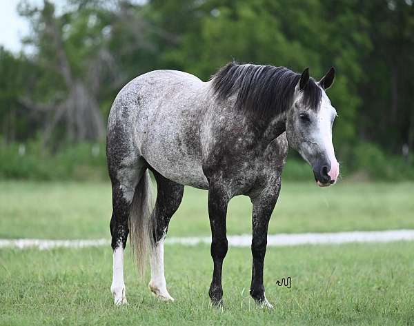 flashy-quarter-horse