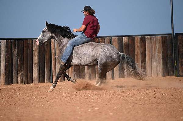 parade-quarter-horse