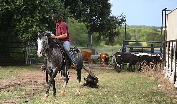 performance-quarter-horse