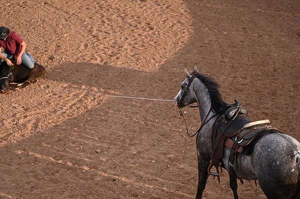 ranch-versatility-quarter-horse