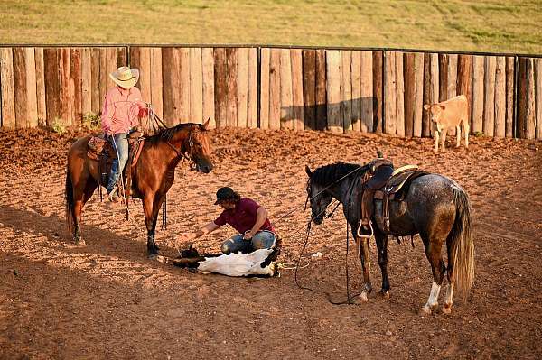 ranch-work-quarter-horse