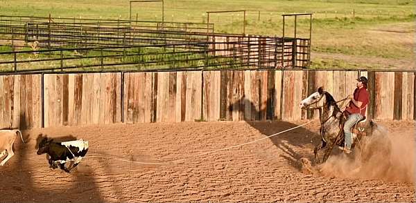 roping-quarter-horse