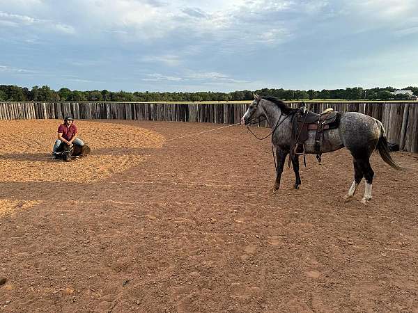 show-quarter-horse