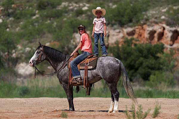 team-penning-quarter-horse