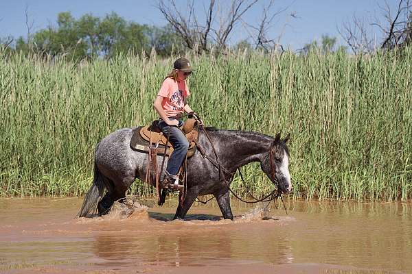 western-riding-quarter-horse