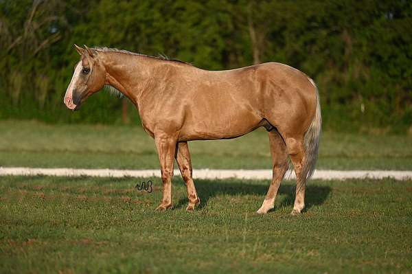 athletic-quarter-horse