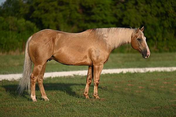 companion-quarter-horse