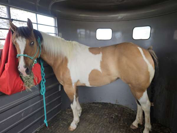 7 Yr Old APHA Dun/White Mare