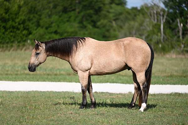 flashy-quarter-horse