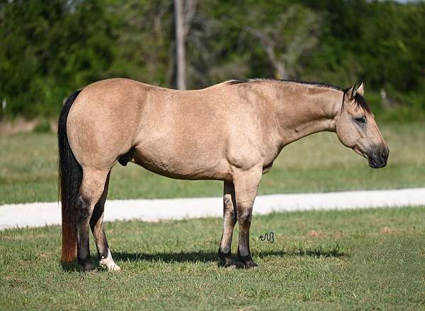 heading-quarter-horse