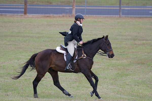 easy-gelding-thoroughbred-horse