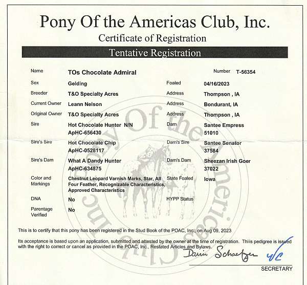 athletic-poa-pony