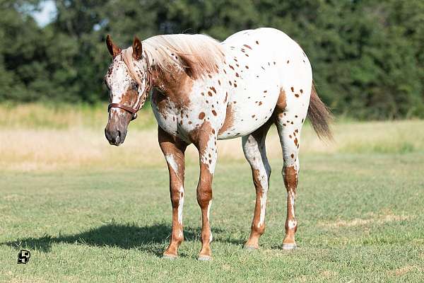 kid-safe-poa-pony