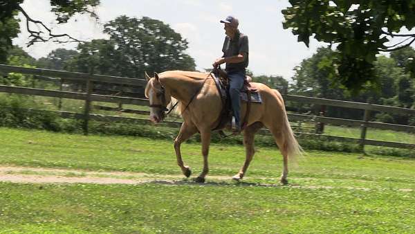 consistent-palomino-horse