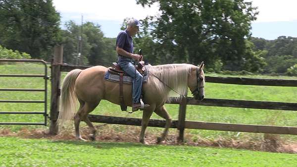 easy-to-handle-palomino-horse