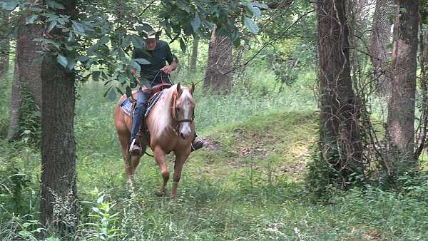 gaits-palomino-horse