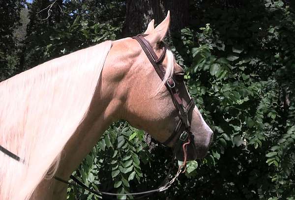 hands-palomino-horse