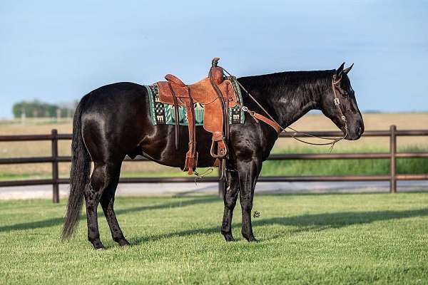 calf-roping-quarter-horse