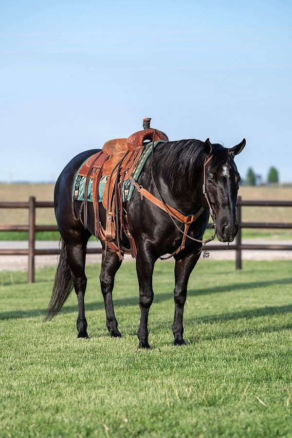 flashy-quarter-horse