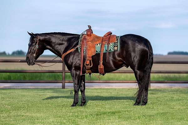 parade-quarter-horse