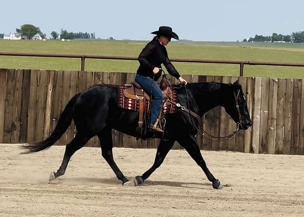 ranch-work-quarter-horse