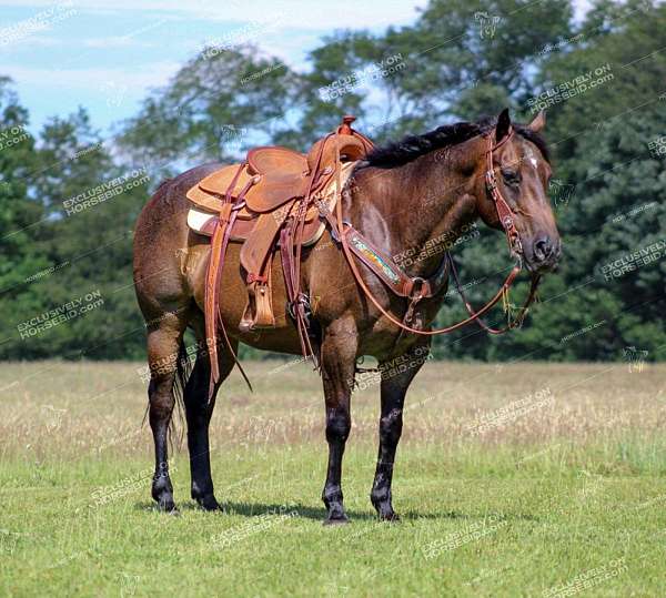 athletic-quarter-horse