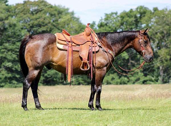 kid-safe-quarter-horse