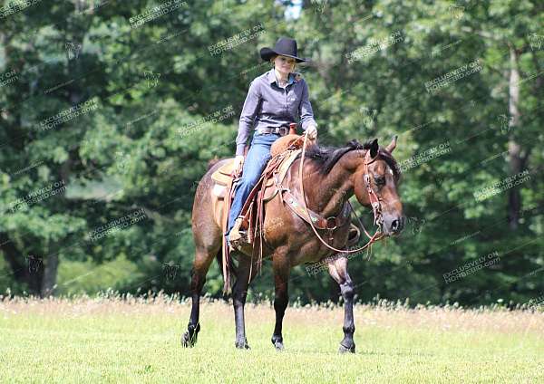 husband-safe-quarter-horse