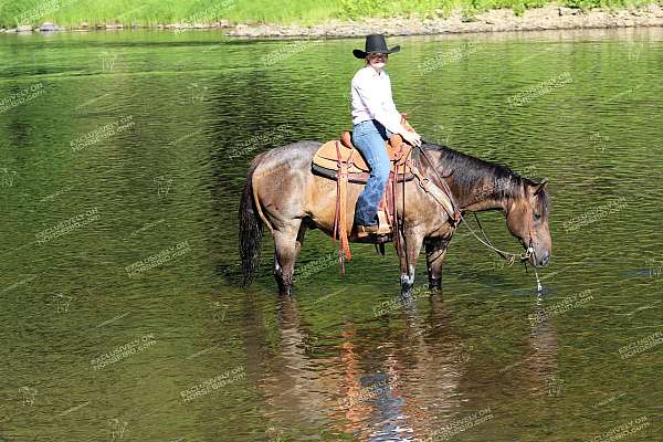 lesson-quarter-horse