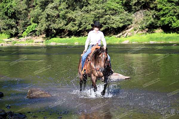 parade-quarter-horse