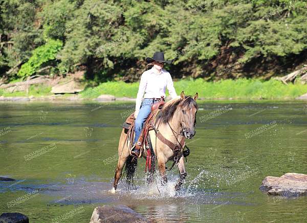 performance-quarter-horse