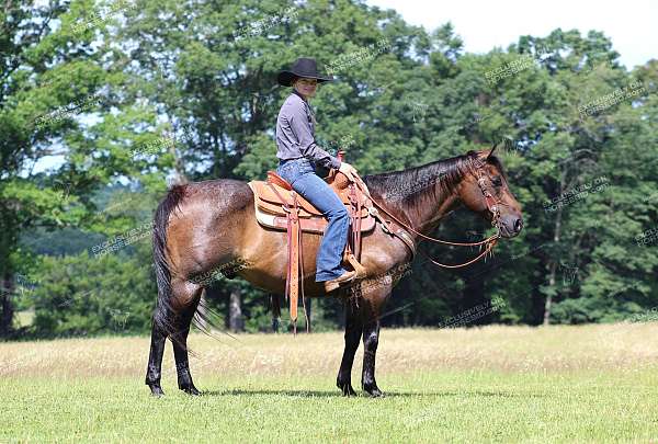 ranch-versatility-quarter-horse