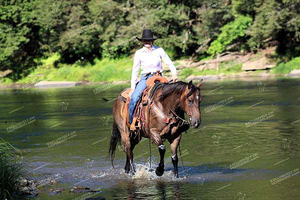 ranch-work-quarter-horse