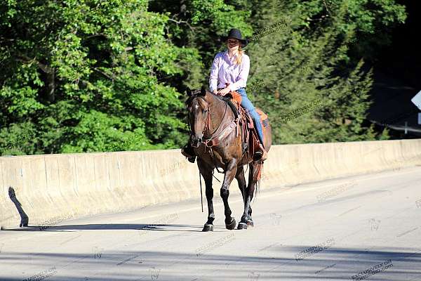 roping-quarter-horse